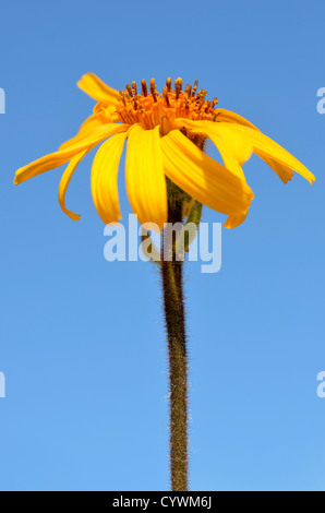 Closeup Berg Arnika Blume (Arnica Montana) auf blauen Himmelshintergrund Stockfoto