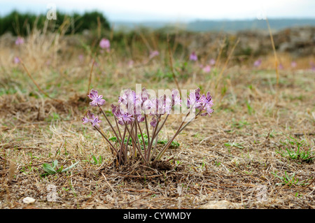 Herbst-Lily oder Herbst-Blaustern (Scilla Autumnalis) Stockfoto