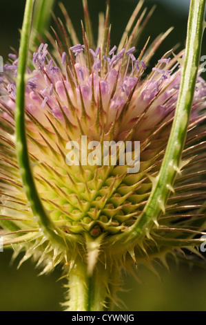 Wilde Karde (Dipsacus Fullonum) Stockfoto