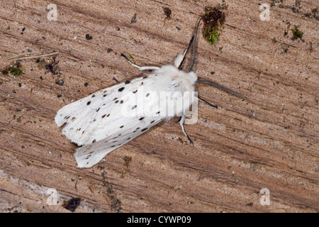 Weiße Hermelin Motte; Spilosoma Urticae; UK Stockfoto