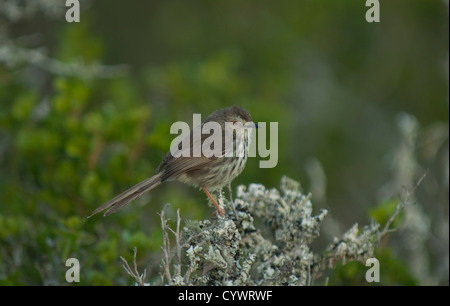 Karoo Prinia (Prinia Maculosa) in De Hoop NP, Südafrika Stockfoto