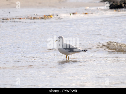 Eine gemeinsame Möwe watet Mew Gull (Larus Canus) im seichten Wasser an einem Sandstrand. Isle of Mull, Argyll and Bute, Scotland, UK. Stockfoto