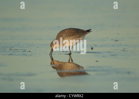 Roten Knoten (Calidris Canutus) am Wattenmeer bei Donna Nook, Lincolnshire Stockfoto