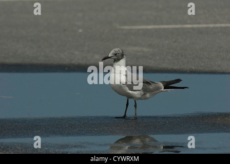 Erwachsene Lachen Gull (Leucophaeus Atricilla) in Cape May, New Jersey Stockfoto