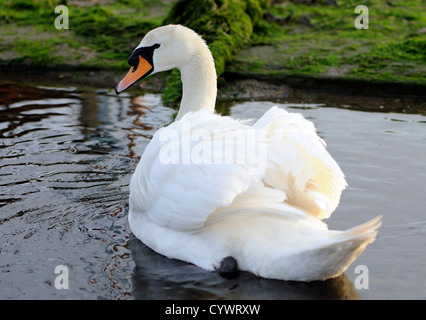 Ein Höckerschwan (Cygnus Olor) schwimmt im Gezeiten-Wasser des Flusses Orwell. PIN-Mühle, Suffolk, Stockfoto