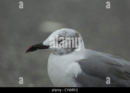 Erwachsene Lachen Gull (Leucophaeus Atricilla) in Cape May, New Jersey Stockfoto