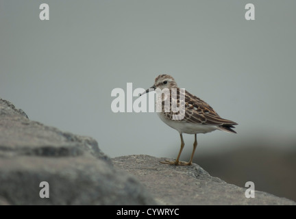 Wenigsten Strandläufer (Calidris Minutilla) in Cape May, New Jersey Stockfoto