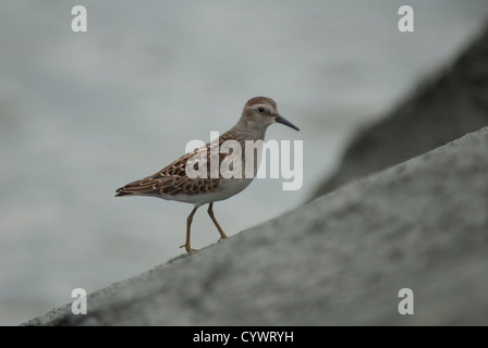 Wenigsten Strandläufer (Calidris Minutilla) in Cape May, New Jersey Stockfoto