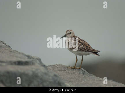 Wenigsten Strandläufer (Calidris Minutilla) in Cape May, New Jersey Stockfoto