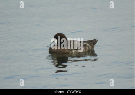 Weibliche Lesser Scaup (Aythya Affinis) Balsa Chica, Kalifornien Stockfoto