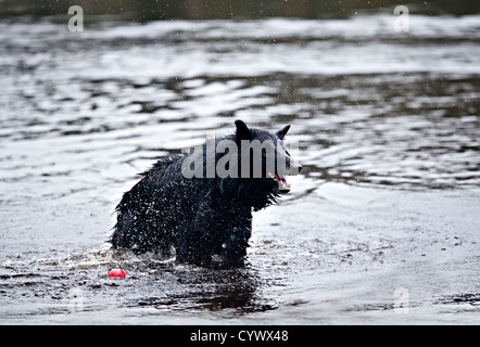 Belgischer Schäferhund (auch bekannt als der belgische Schäferhund oder Chien de Berger Belge) im Wasser Stockfoto