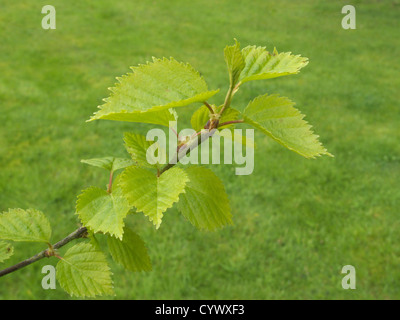 Betula Papyrifera (Paper Birch) Stockfoto