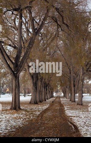 Alleey der alten Ulmen mit abgebrochenen Zweige nach frühen Wintersturm - das historische Oval am Colorado State University campus Stockfoto