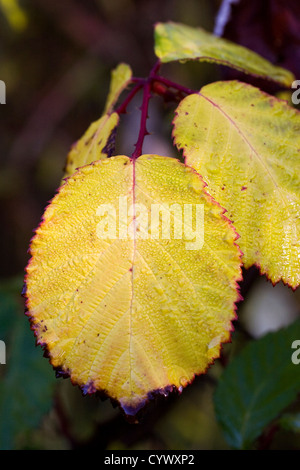 Rubus Fruticosus. Brombeerblätter in der Hecke im Herbst. Stockfoto