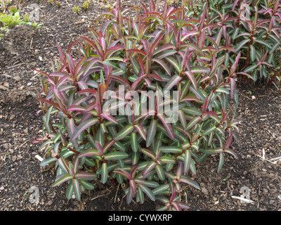 Excalibur-Wolfsmilch (Euphorbia Excalibur "Froeup") Stockfoto