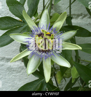 Gemeinsamen Passionsblume (Passiflora Caerulea) in voller Blüte Stockfoto