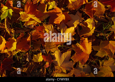 Herbst Ahorn Blätter auf dem Boden der Ansicht von oben. Stockfoto