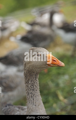 Bauernhof graue Gänse in Dordogne, Frankreich Stockfoto