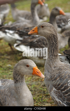 Bauernhof graue Gänse in Dordogne, Frankreich Stockfoto