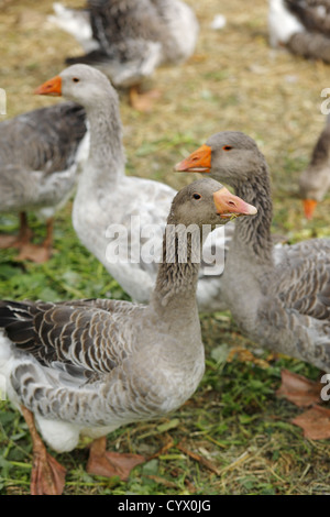 Bauernhof graue Gänse in Dordogne, Frankreich Stockfoto