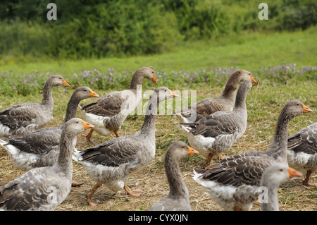 Bauernhof graue Gänse in Dordogne, Frankreich Stockfoto