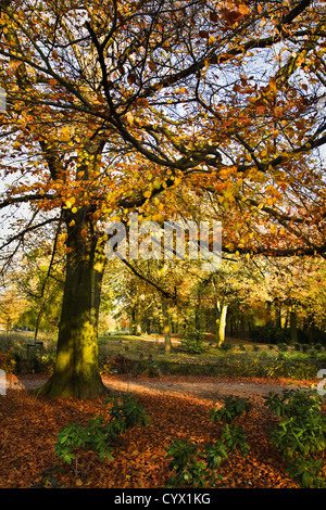 Buche und Laub im Park im Herbst Stockfoto