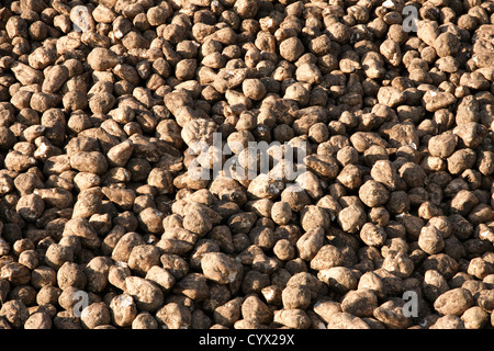 Große Haufen von Zuckerrüben Zuckerrüben ernten Saginaw County Michigan Herbst USA Stockfoto