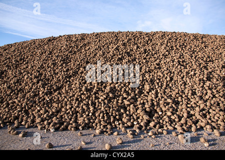 Große Haufen von Zuckerrüben Zuckerrüben ernten Saginaw County Michigan Herbst USA Stockfoto