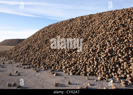 Große Haufen von Zuckerrüben Zuckerrüben ernten Saginaw County Michigan Herbst USA Stockfoto