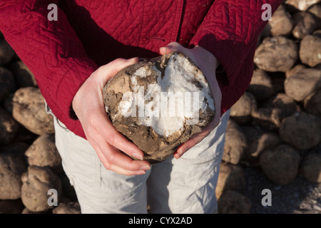 Einzelne Zuckerrüben aufplatzen, Saginaw County Michigan Herbst USA Stockfoto