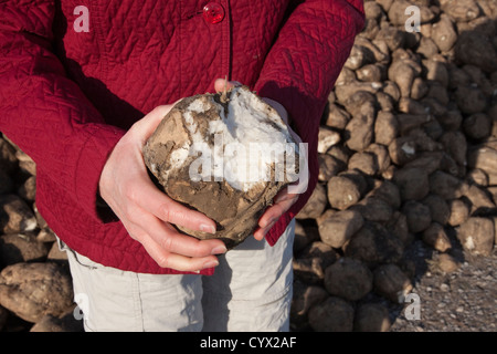 Einzelne Zuckerrüben aufplatzen, Saginaw County Michigan Herbst USA Stockfoto