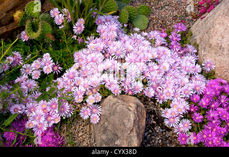 Mesa Verde Ice Plant und Table Mountain Ice Plant Stockfoto