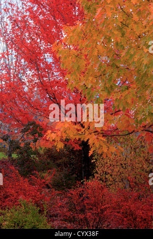 Freeman Ahorn und Northern Red Oak in den Farben des Herbstes Stockfoto