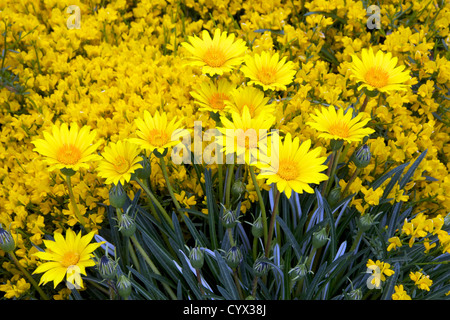 Colorado Gold Gazanien Stockfoto