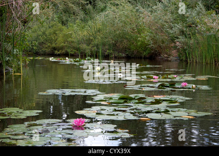 Lilien in einen Seerosenteich Stockfoto