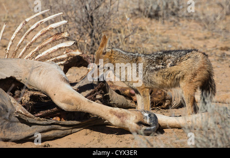 Schakal am Eland Karkasse Stockfoto