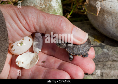 Europäischen Teich Schildkröte Emys Orbicularis. Jungtier ist ein unhatched Ei mit Schale Reste aus dieser Schraffur in der Hand gehalten. In Gefangenschaft gezüchtet. Stockfoto