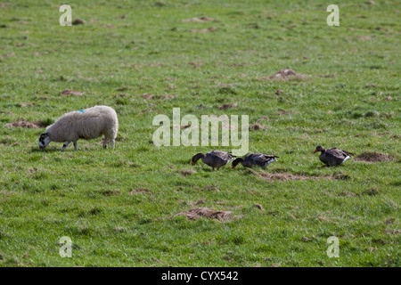 Graugänse (Anser Anser). Große Scheine voller Tatendrang. Weiden, Weide von Schafen selektiv, Grasnarbe. Stockfoto