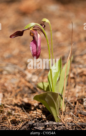 Pink Lady Slipper (Cypripedium Acaule) blühen im Norden Ontarios. Stockfoto