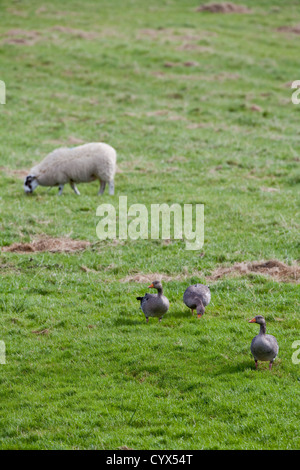 Graugänse (Anser Anser). Große Scheine voller Tatendrang. Weiden, Weide von Schafen selektiv, Grasnarbe. Stockfoto