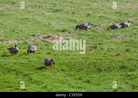 Graugänse (Anser Anser). Große Scheine in Aktion. Weiden, Weide von Schafen selektiv, Grasnarbe. Echte wilde Vögel auf Iona. Stockfoto