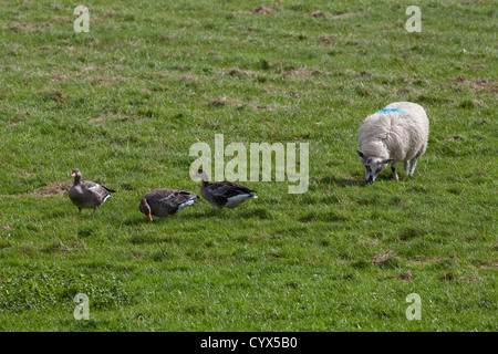 Graugänse (Anser Anser). Große Scheine in Aktion. Weiden, Weide von Schafen selektiv, Grasnarbe. Stockfoto