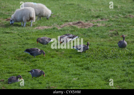 Graugänse (Anser Anser). Große Scheine in Aktion. Weiden, Weide von Schafen selektiv, Grasnarbe. Echte wilde Vögel auf Iona. Stockfoto