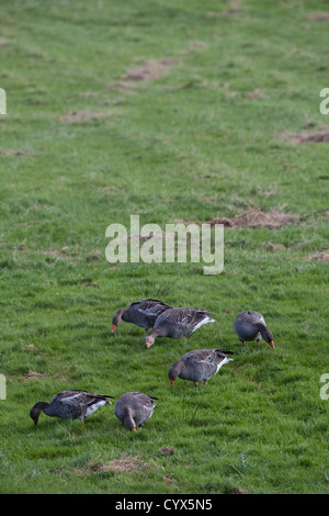 Graugänse (Anser Anser). Große Scheine in Aktion. Weiden, Weide von Schafen selektiv, Grasnarbe. Echte wilde Vögel auf Iona. Stockfoto