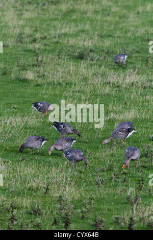 Graugänse (Anser Anser). Große Scheine in Aktion. Weiden, Weide von Schafen selektiv, Grasnarbe. Echte wilde Vögel auf Iona. Stockfoto