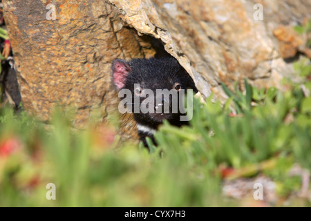 Junge Beutelteufel in freier Wildbahn. Tarkine Küste, Nord-West-Tasmanien, Australien. Stockfoto