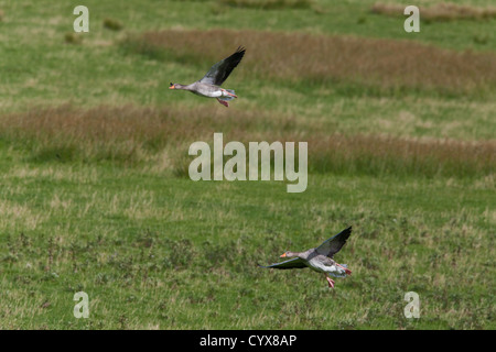 Western Graugänse Gänse Anser Anser. Paar Landung auf Vieh weidete Weide. Iona. Inneren Hebriden. Westküste Schottlands. Stockfoto