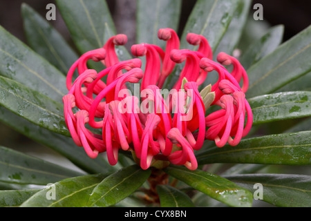 Tasmanischen Waratah (Telopea Truncata). Australien. Stockfoto