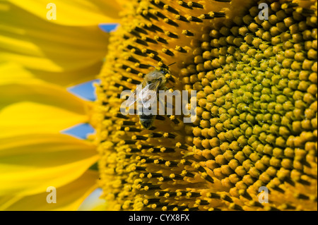Eine Biene auf eine Sonnenblume in einem Sonnenblumenfeld sitzen. Stockfoto