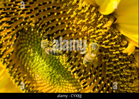 Zwei Biene auf eine Sonnenblume in einem Sonnenblumenfeld Sitzung. Stockfoto